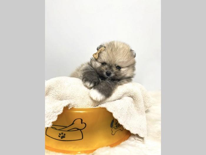 pomeranac boo besplatni mali oglasi