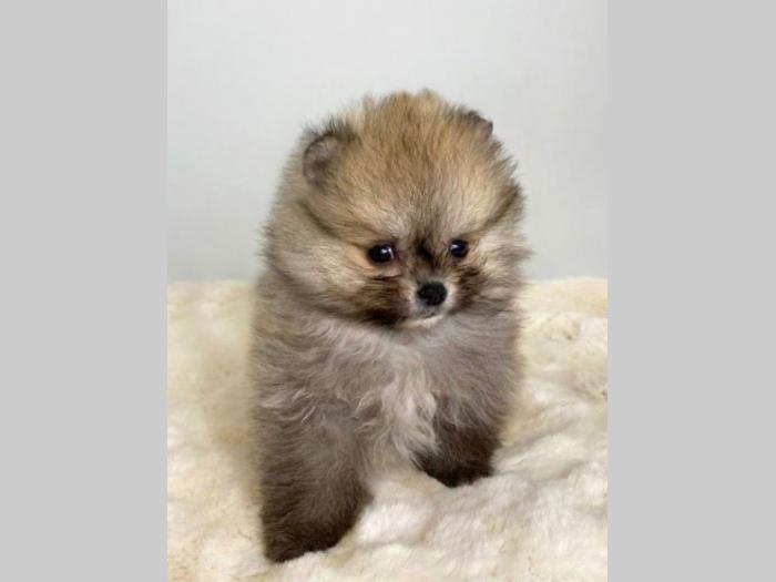 pomeranac boo besplatni mali oglasi
