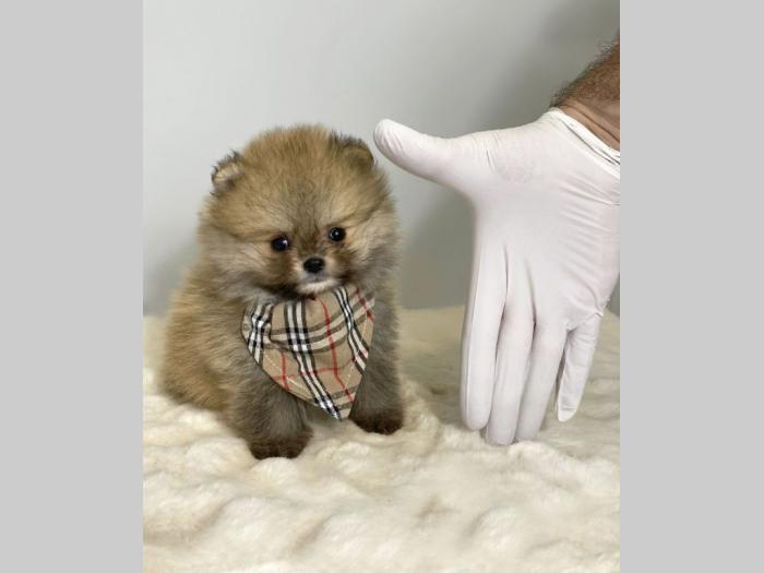 pomeranac boo besplatni mali oglasi