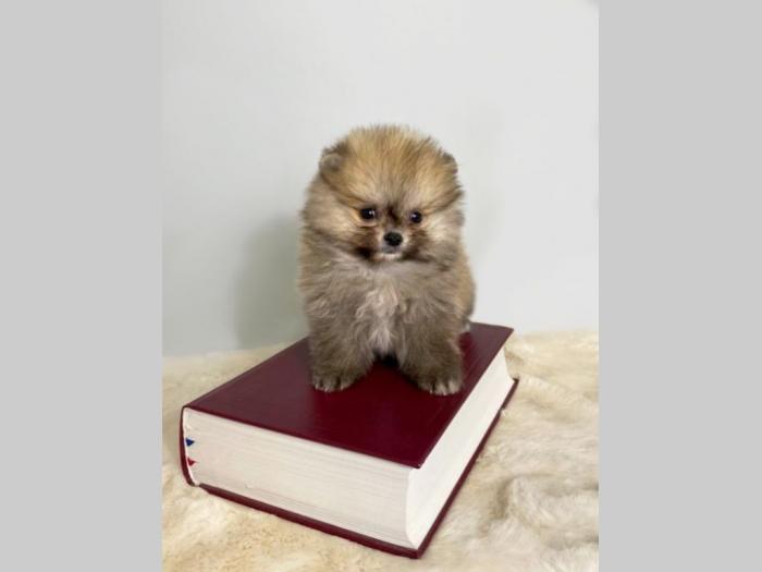 pomeranac boo besplatni mali oglasi