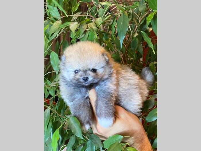 pomeranac boo besplatni mali oglasi