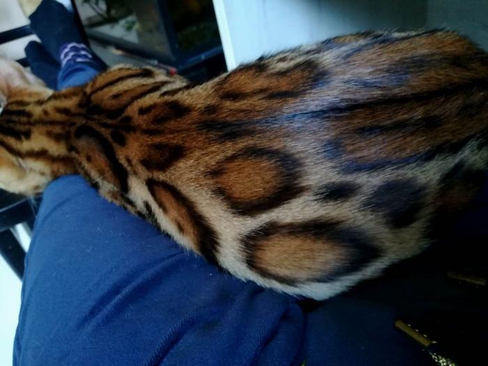 bengalski mačići besplatni mali oglasi