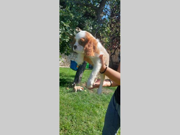 kvalir king čarls španijel štenci besplatni mali oglasi