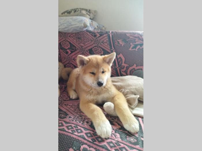 akita inu štenci besplatni mali oglasi