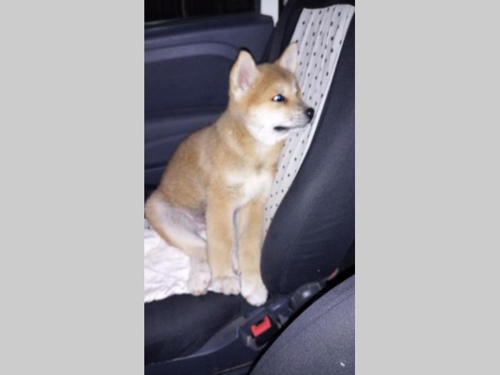 akita inu štenci besplatni mali oglasi