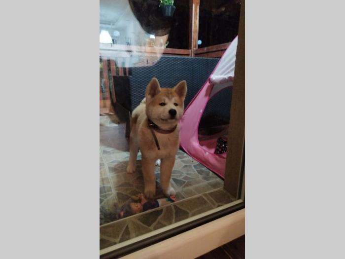 akita inu štenci besplatni mali oglasi