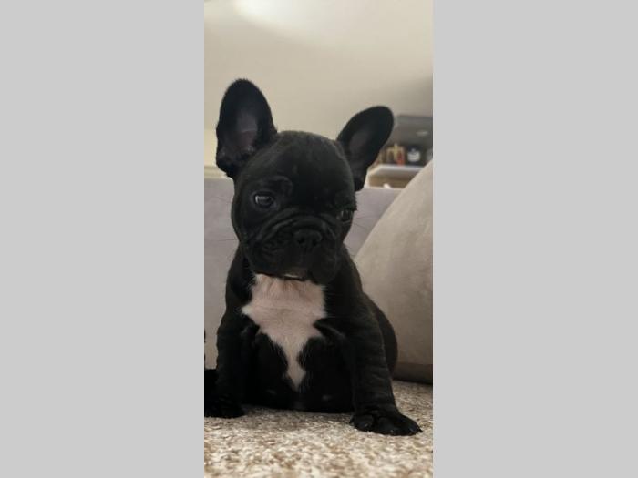 francuski buldog štenci besplatni mali oglasi
