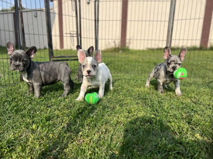 francuski buldog štenci besplatni mali oglasi