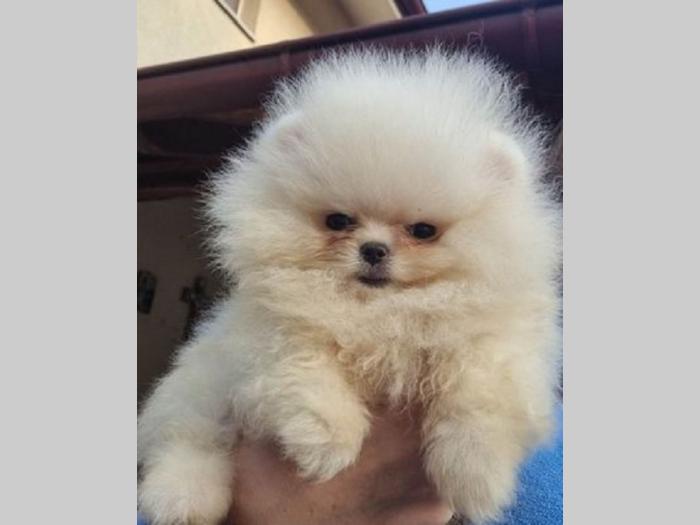 pomeranac boo besplatni mali oglasi