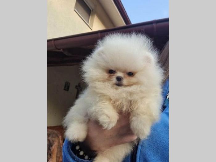 pomeranac boo besplatni mali oglasi