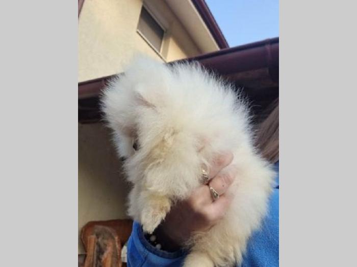pomeranac boo besplatni mali oglasi