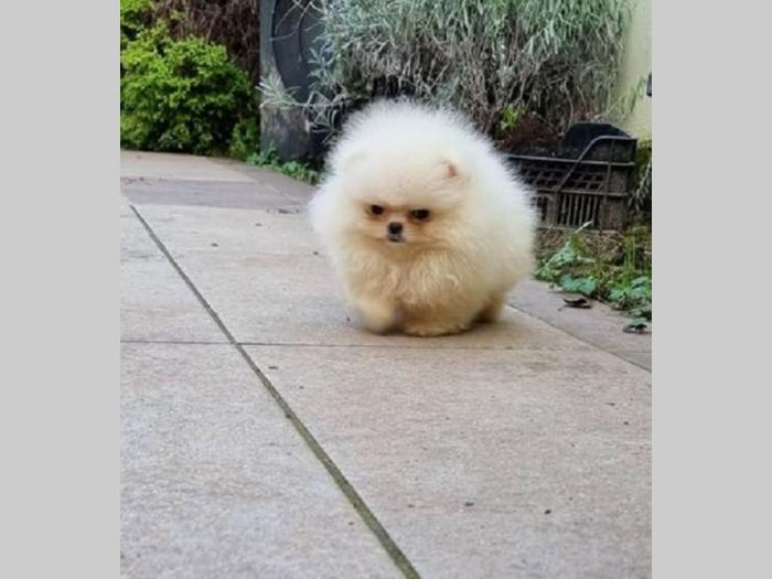 pomeranac boo besplatni mali oglasi