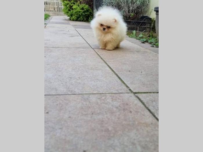 pomeranac boo besplatni mali oglasi