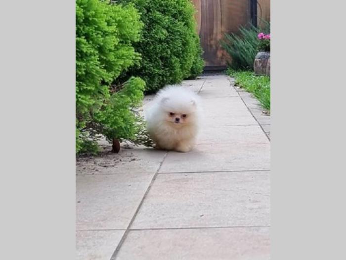 pomeranac boo besplatni mali oglasi