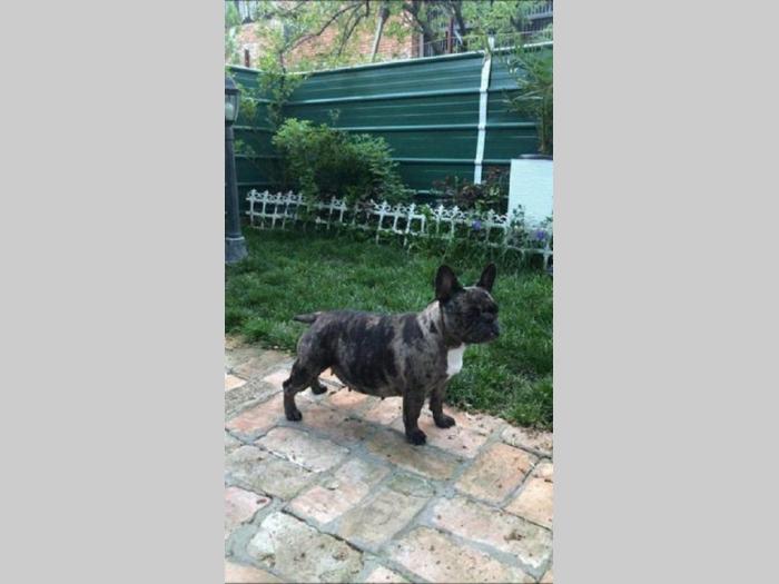 francuski buldog besplatni mali oglasi