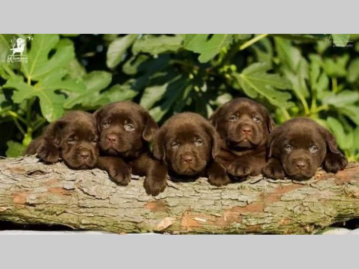 labrador retriver štenci besplatni mali oglasi