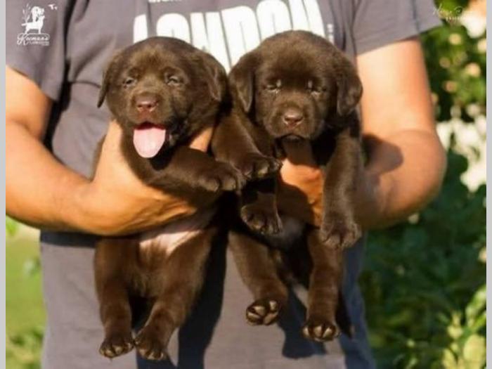 labrador retriver štenci besplatni mali oglasi