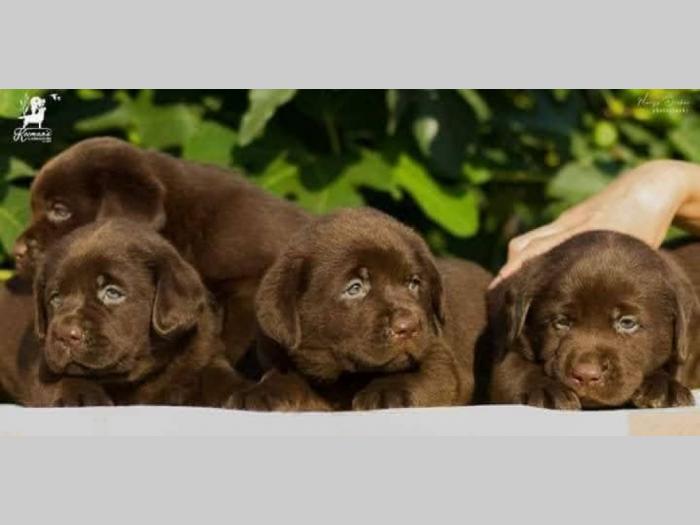 labrador retriver štenci besplatni mali oglasi