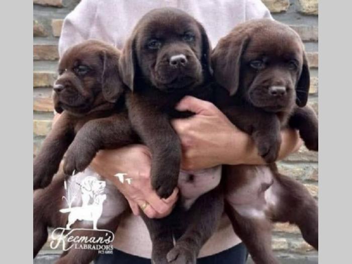 labrador retriver štenci besplatni mali oglasi