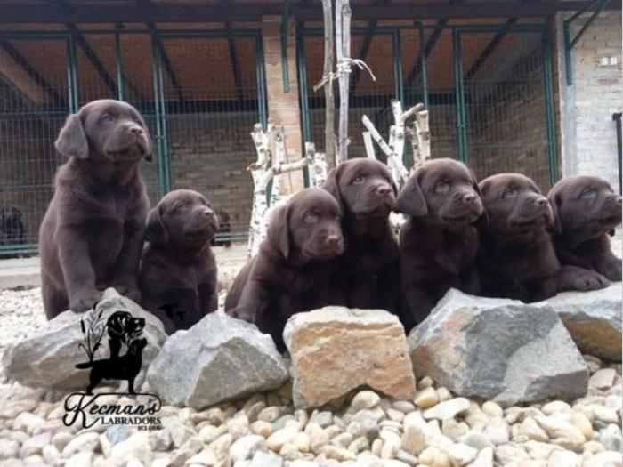 labrador retriver štenci besplatni mali oglasi