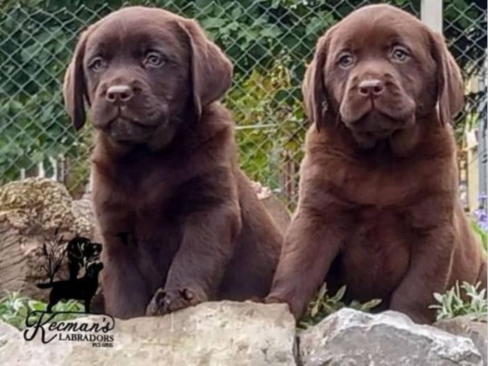 labrador retriver štenci besplatni mali oglasi