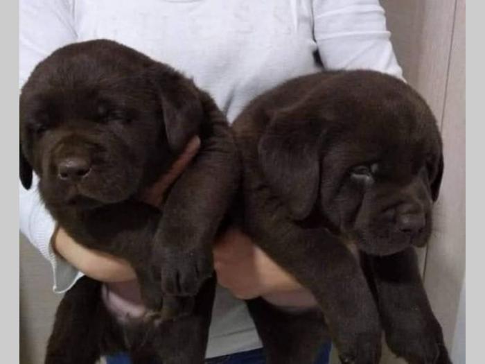 labrador retriver štenci besplatni mali oglasi