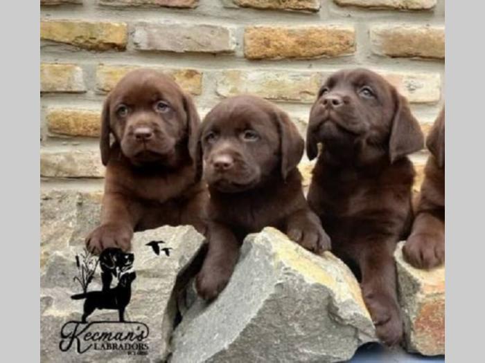 labrador retriver štenci besplatni mali oglasi