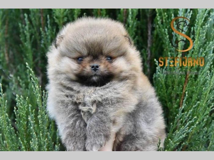 pomeranac boo štenci besplatni mali oglasi
