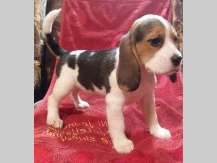 bigl (snupi) štenci besplatni mali oglasi