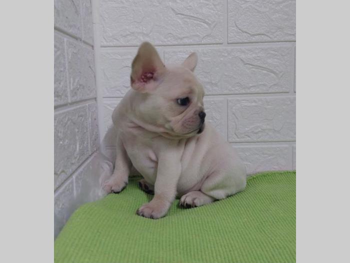 francuski buldog štenci besplatni mali oglasi