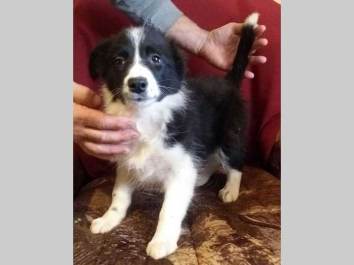 border coli štenci besplatni mali oglasi