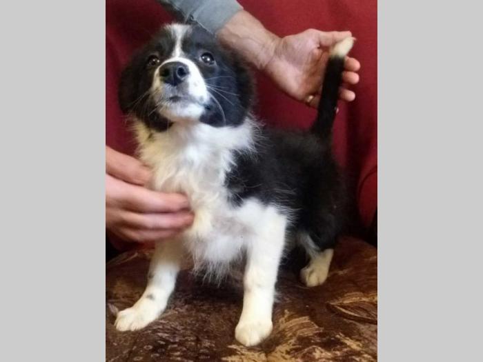 border coli štenci besplatni mali oglasi