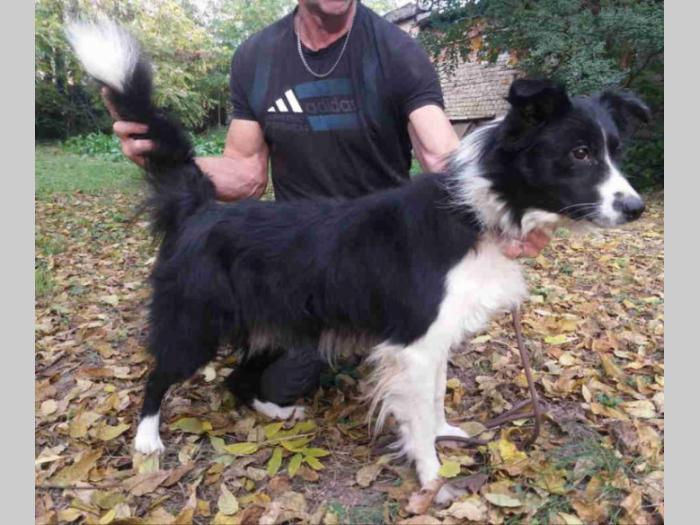 border coli štenci besplatni mali oglasi