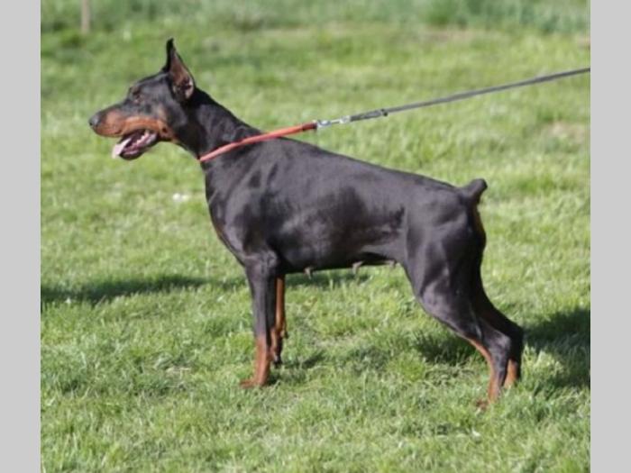 doberman štenci besplatni mali oglasi