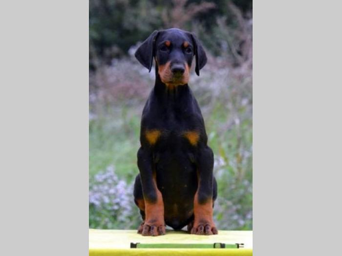 doberman štenci besplatni mali oglasi