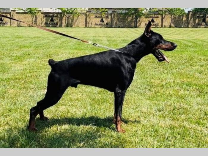 doberman štenci besplatni mali oglasi