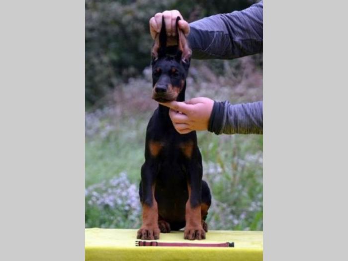 doberman štenci besplatni mali oglasi