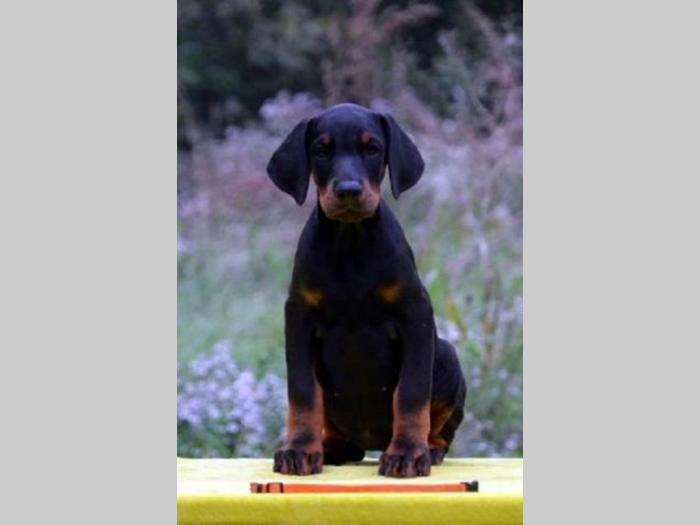 doberman štenci besplatni mali oglasi