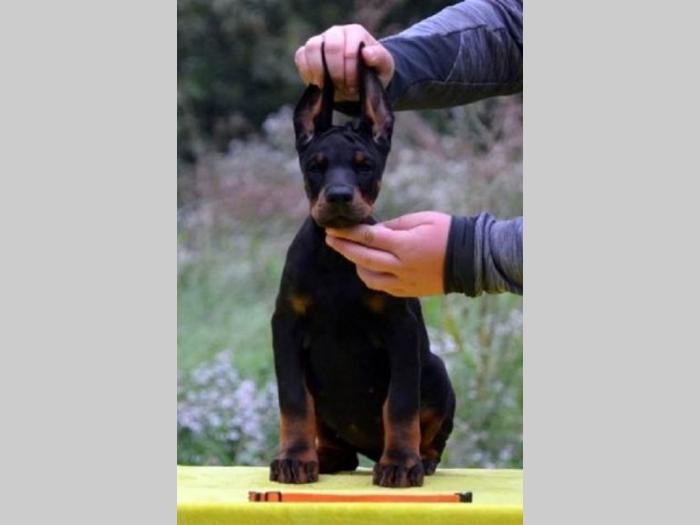 doberman štenci besplatni mali oglasi