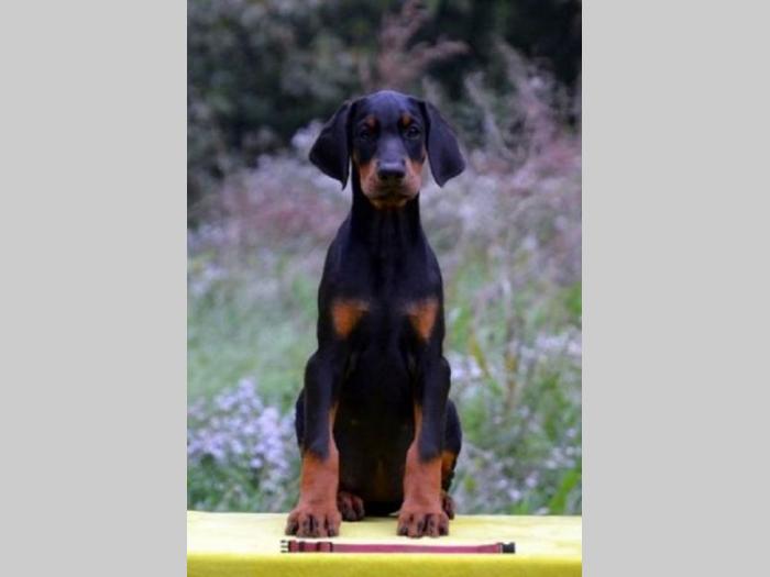 doberman štenci besplatni mali oglasi