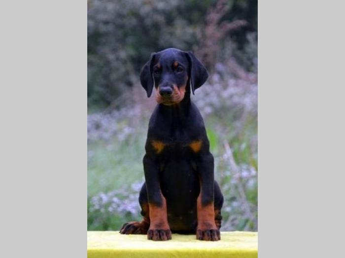 doberman štenci besplatni mali oglasi