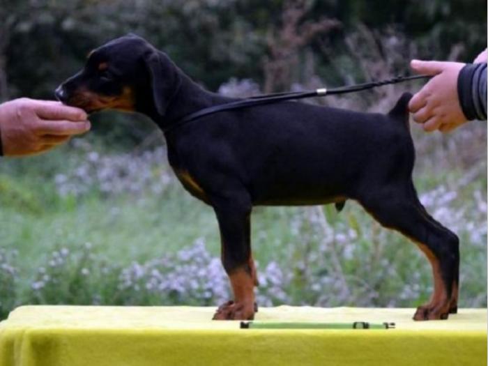 doberman štenci besplatni mali oglasi