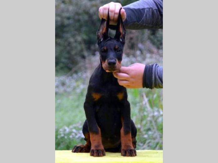 doberman štenci besplatni mali oglasi