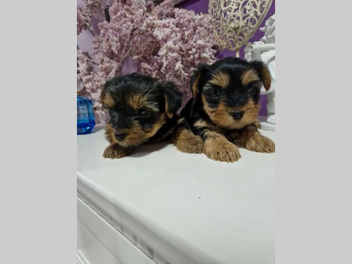 jorksirski terijer štenci besplatni mali oglasi