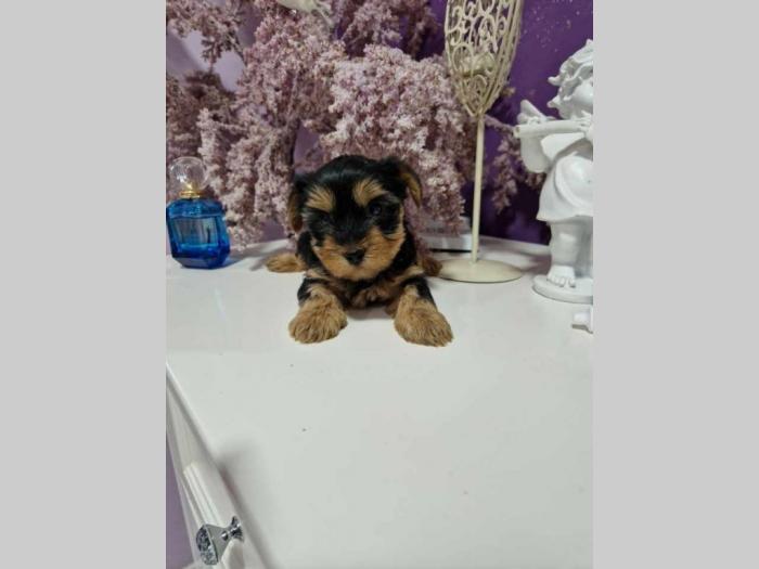 jorksirski terijer štenci besplatni mali oglasi