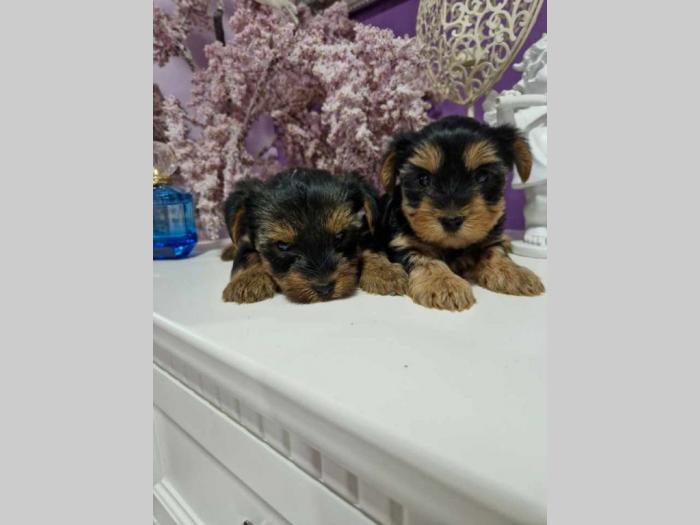 jorksirski terijer štenci besplatni mali oglasi