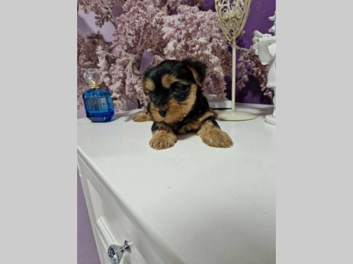 jorksirski terijer štenci besplatni mali oglasi