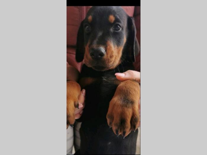 doberman štenci besplatni mali oglasi