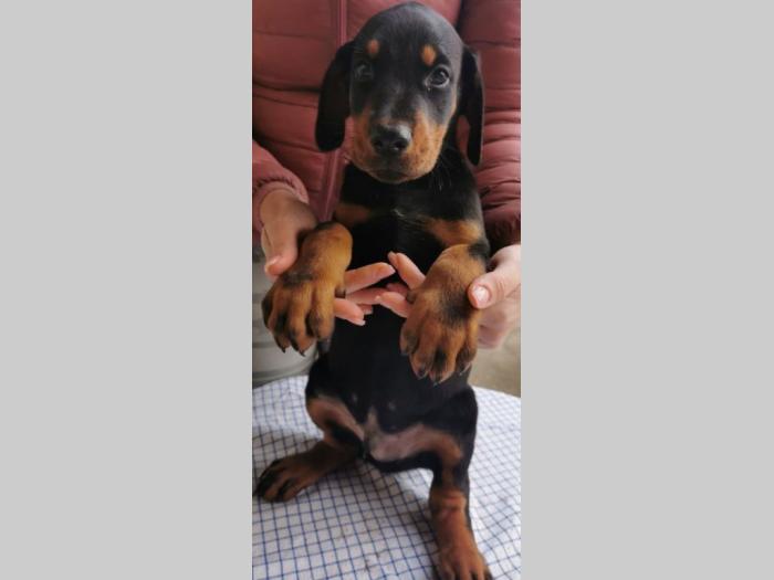 doberman štenci besplatni mali oglasi