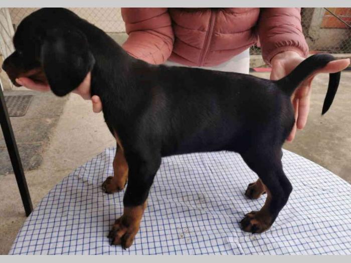 doberman štenci besplatni mali oglasi